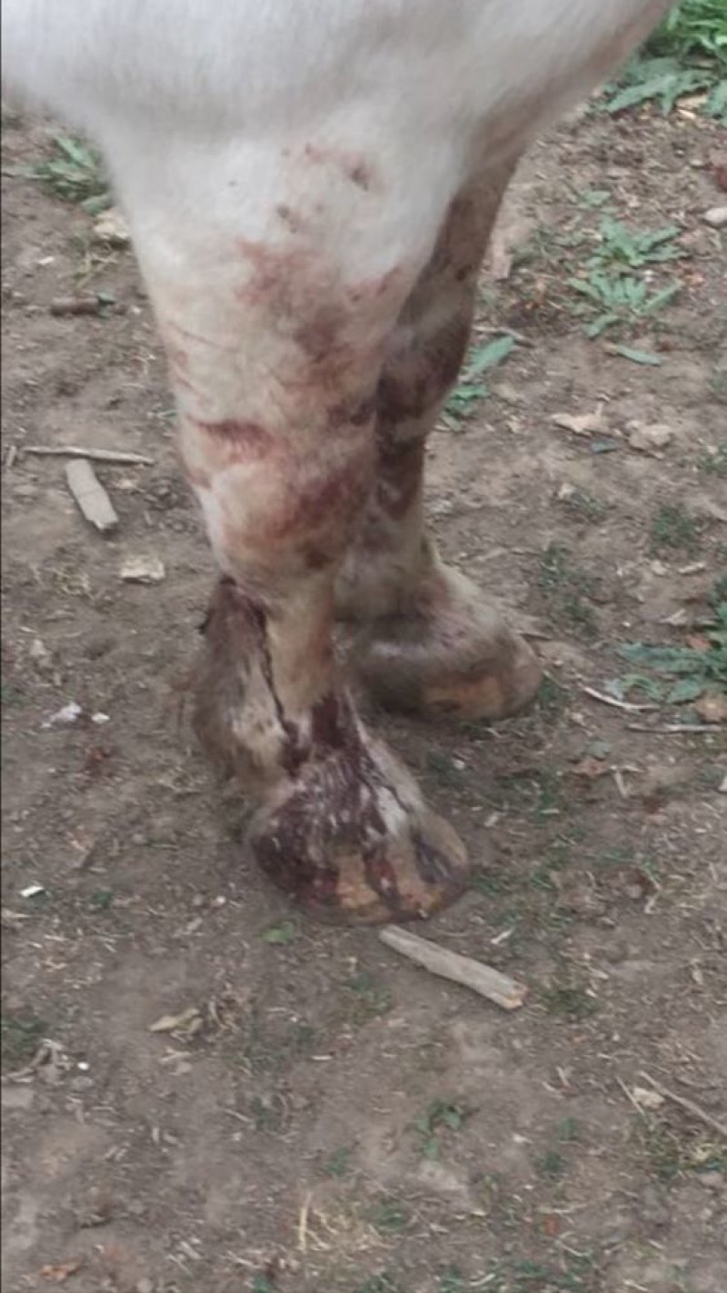 Other image for Ponies hurt in suspected dog attack